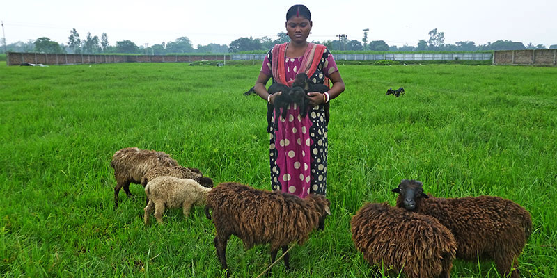 Afforestation — field photograph