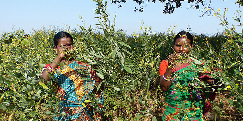 Food & nutrition — field photograph
