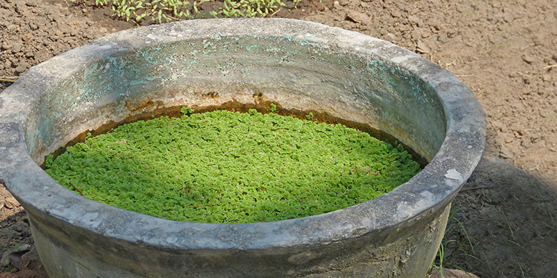 Food & nutrition — field photograph