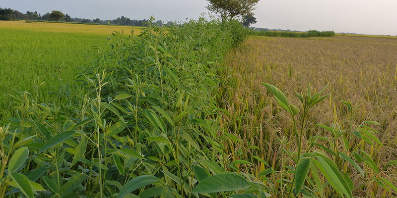 Food & nutrition — field photograph