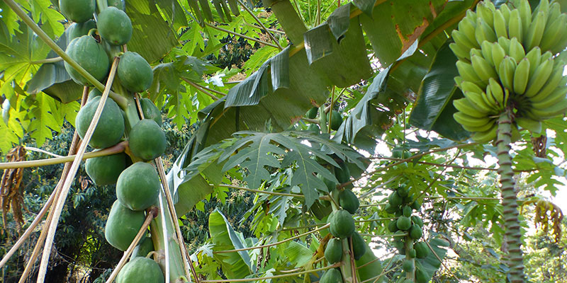 Food & nutrition — field photograph