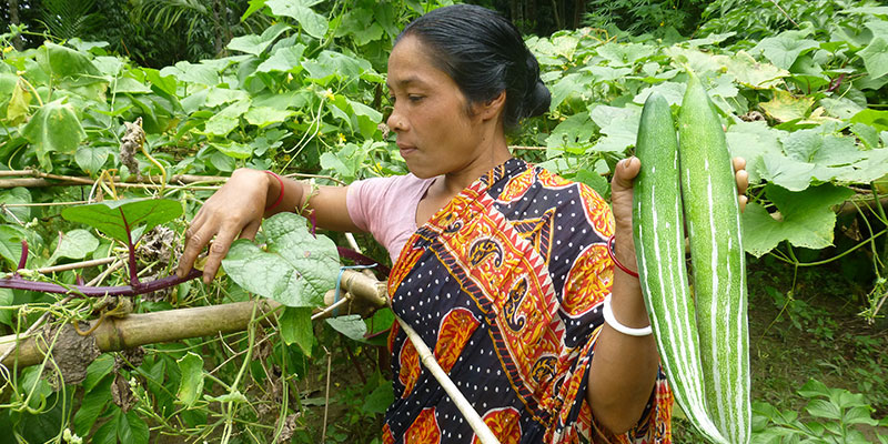 Home gardens — field photograph