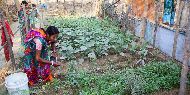 Home gardens — field photograph
