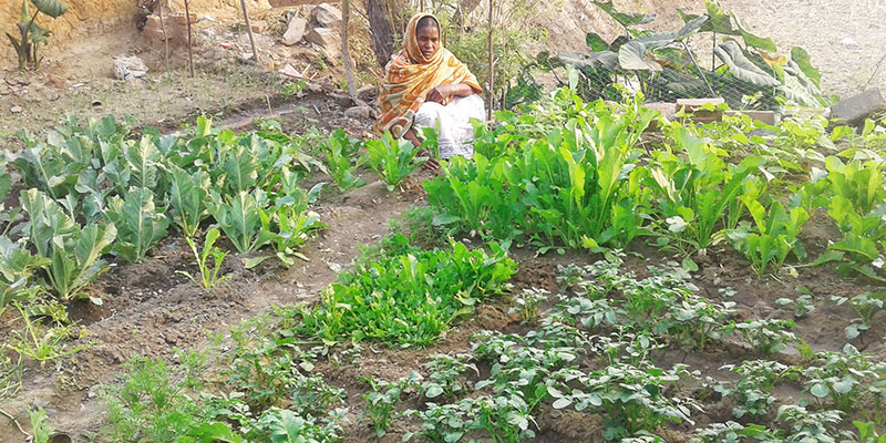 Home gardens — field photograph