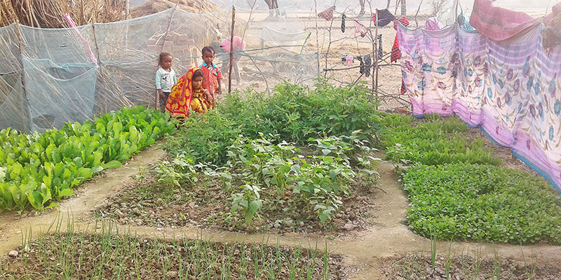 Home gardens — field photograph