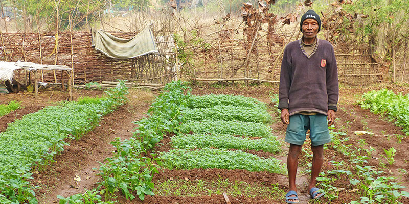Home gardens — field photograph