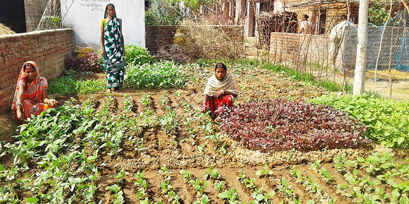 Home gardens — field photograph