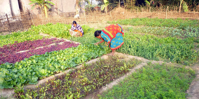 Home gardens — field photograph