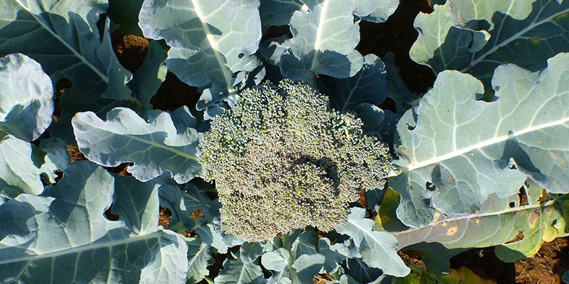 Food & nutrition — field photograph