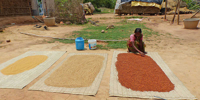 Food & nutrition — field photograph